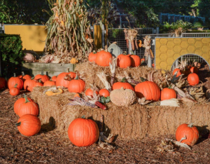 Food Trucks, Quizzo, & Pumpkin Playgrounds: October 6-10th Event Roundup