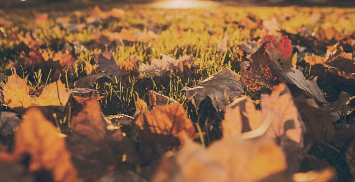 Philadelphia Leaf Recycling 2014: What You Need to Know
