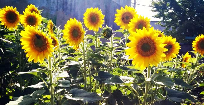 Jig-Bee: Philly’s Flower CSA in Your Backyard