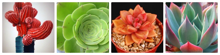 Home Plants 101: Why Cacti are your new Plant BFF