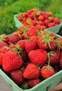 20150316062329-strawberry-picking3