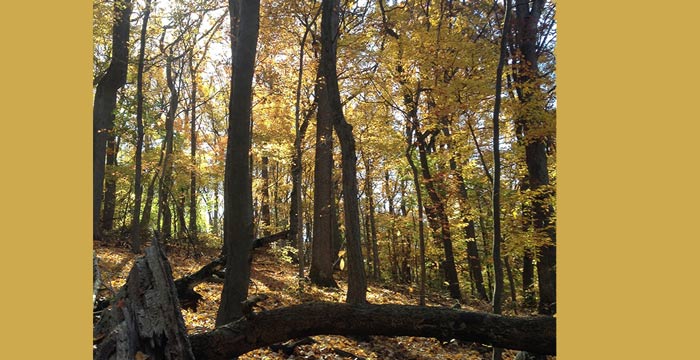 4 of Philly’s Best Hidden Parks