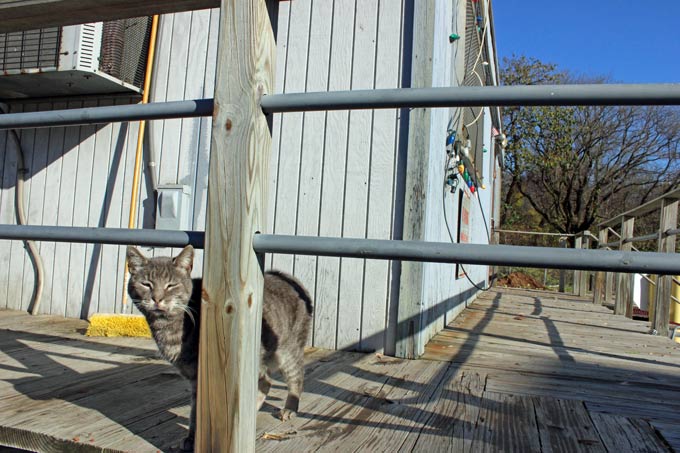 Fairmount Park organic recycling center cat