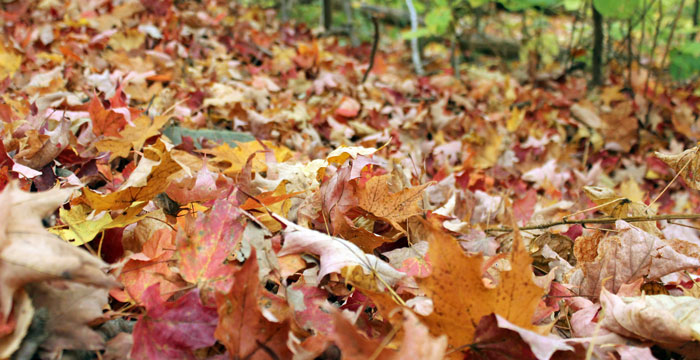 Where to Recycle Leaves in Philadelphia: 2016