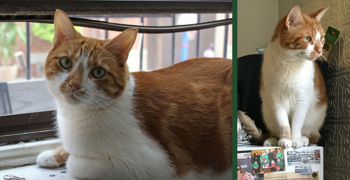 7 Lessons from a Cat’s Life: An ode to my best friend