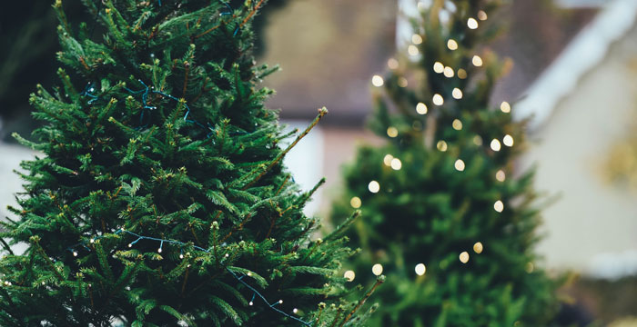 Where to Recycle Christmas Trees 2016