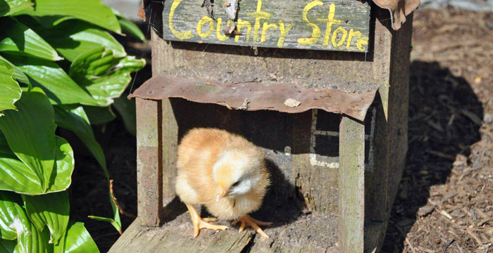 Philly Farm and Food Fest is Coming – Get Cheap Tickets by 2/28