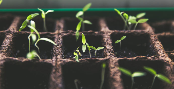 How to Choose the Perfect Soil & Plants for Your Container Garden
