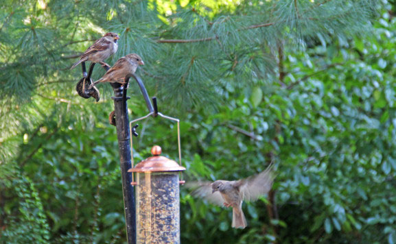 Spruce Hill Bird Sanctuary