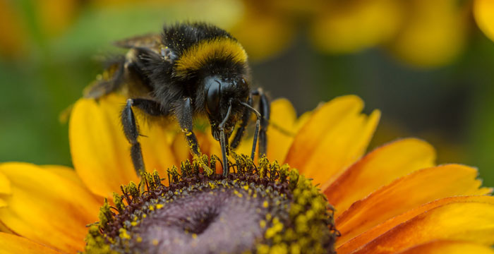 I tried using Bee Pollen for my allergies – and it’s working