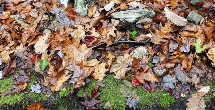 Where to Recycle Leaves in Philadelphia 2017