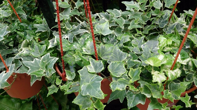 english ivy