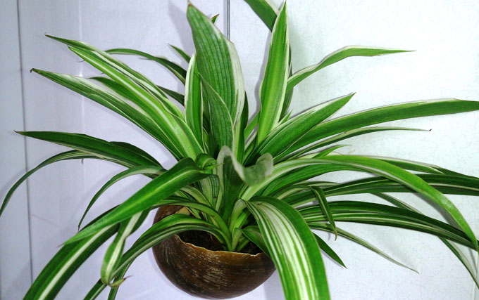 7 Best Office Plants To Literally Clear The Air