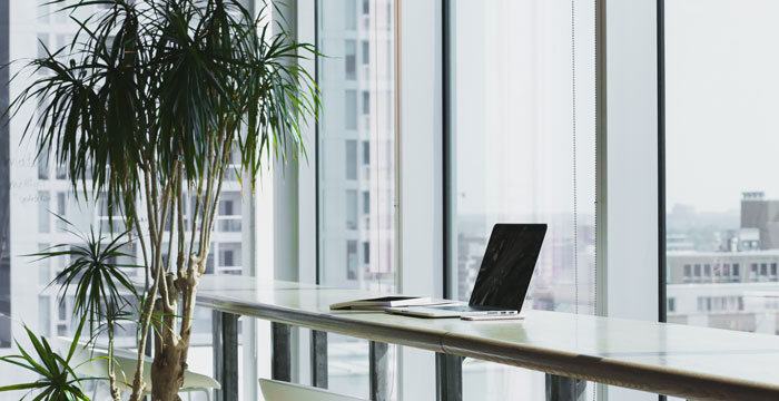 7 Best Office Plants to (Literally) Clear the Air