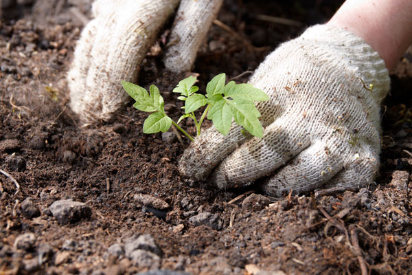 B classes soil