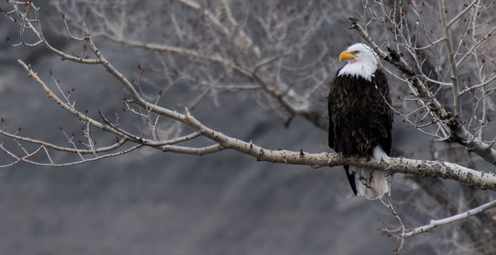 Trash and Recycling Day Moved This Week due to Eagles Parade