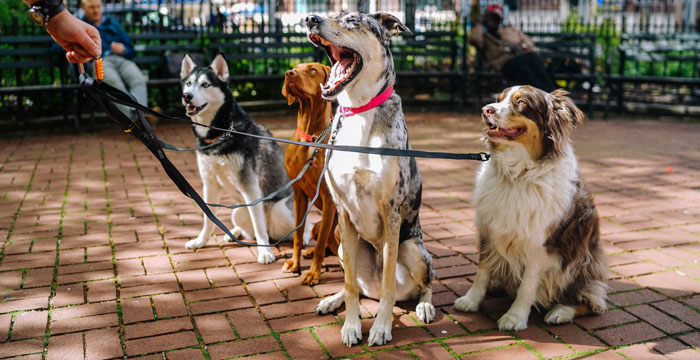 5 Ways to Make your Dog Walks More Sustainable