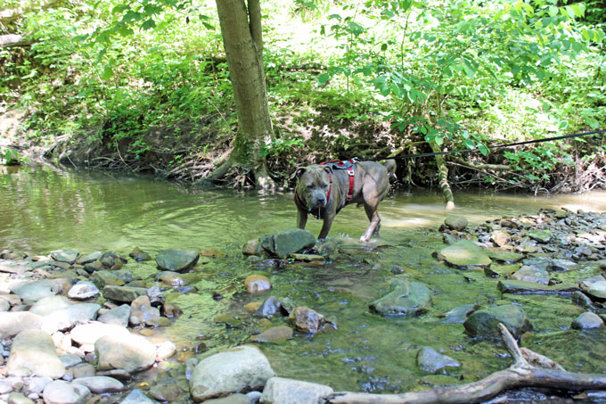 dog swimming in Cuyahoga National Park