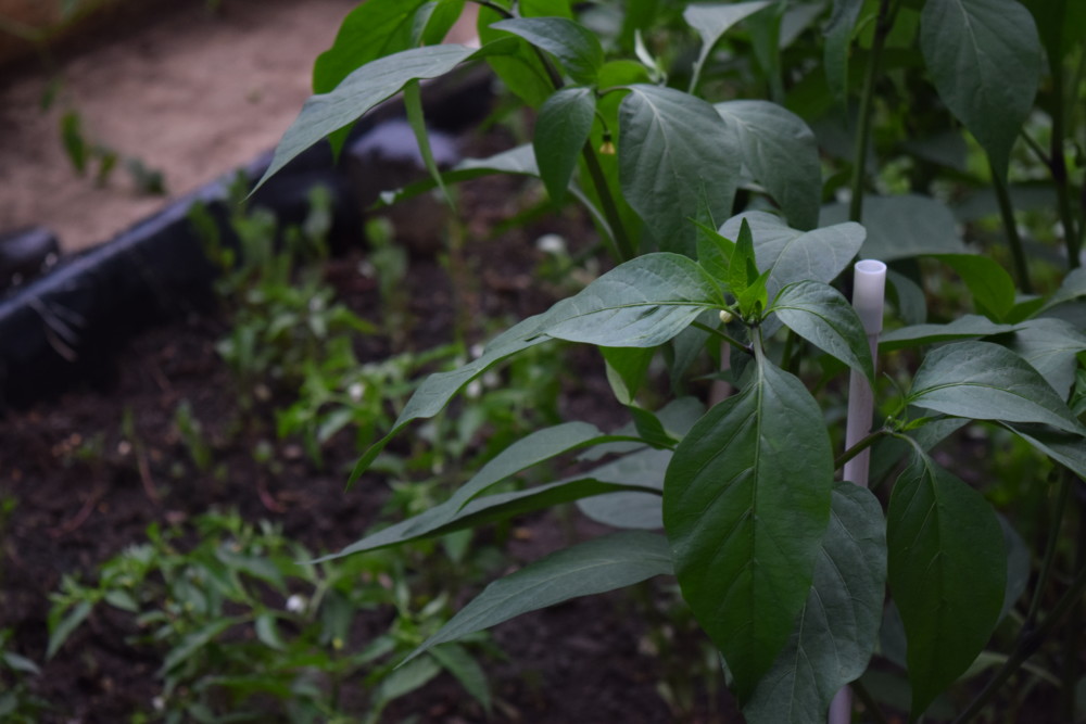 Overbrook Greenhouse Plant