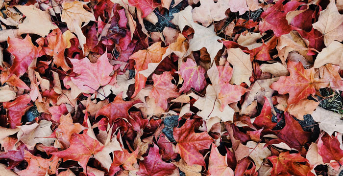 Where to Drop Off Bagged Leaves in Philly – 2018