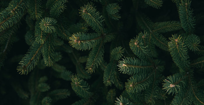 Where to Recycle That Christmas Tree