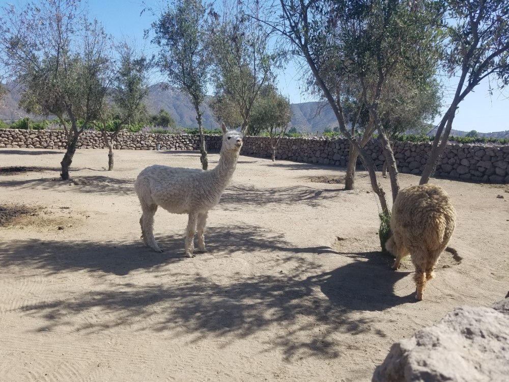 alpacas