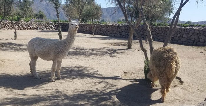 Chile: B Corps, Sustainability, and Social Innovation- Oh My!