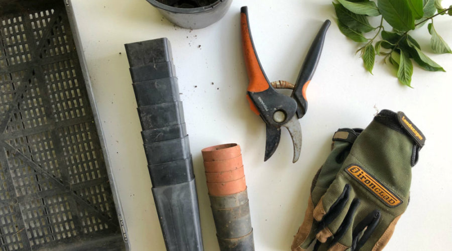 4 Tips for a Green Garden in Philly