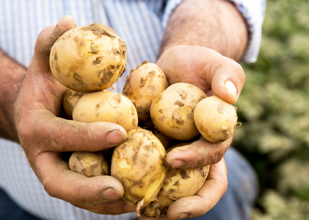 Hungry Harvest - potatoes