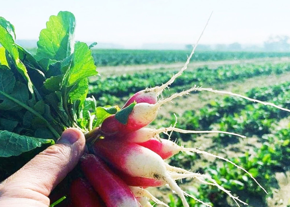 radish - hungry harvest