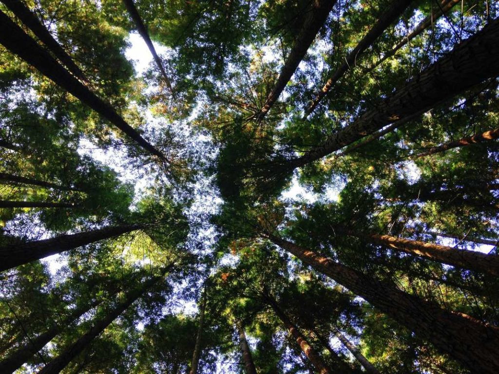 Trees