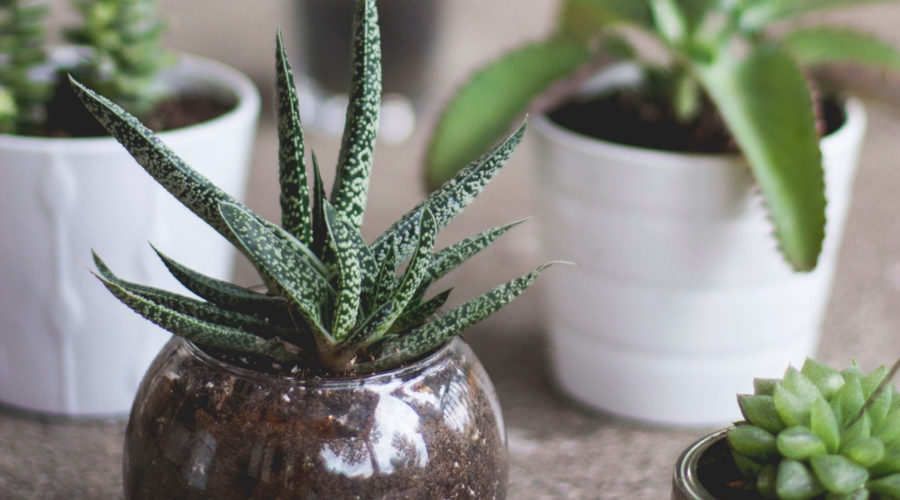 Where to Get Free Plants in Philly