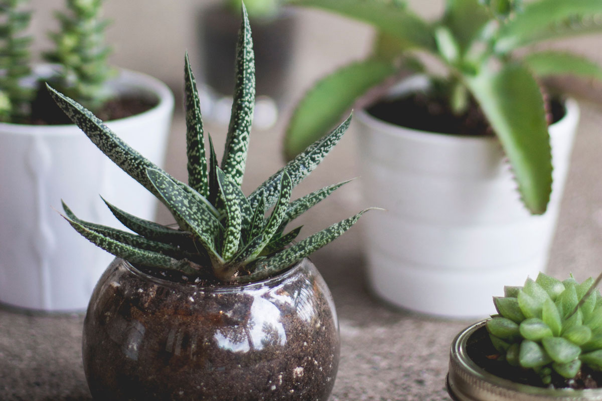 Where to Get Free Plants in Philly