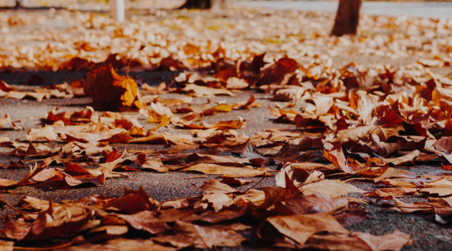 Philadelphia Leaf Recycling is Back for 2019