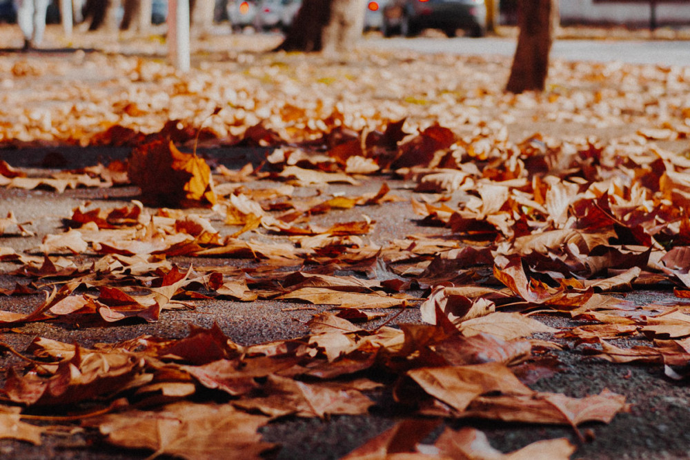 Philadelphia Leaf Recycling is Back for 2019
