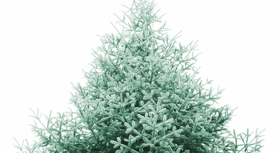Where to Recycle Your Christmas Tree in Philly 2019