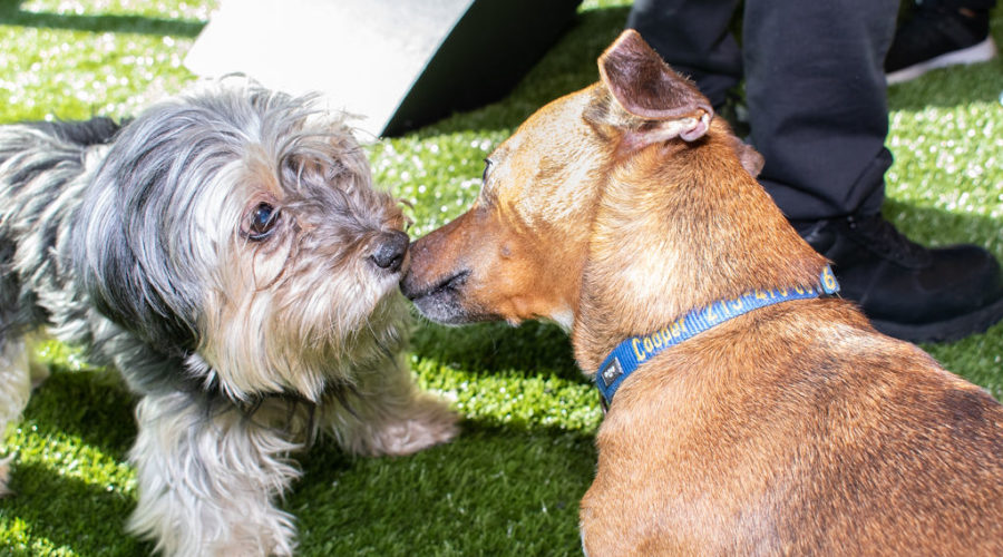 Heart + Paw: New pet store with ‘green’ grass opens in Philly