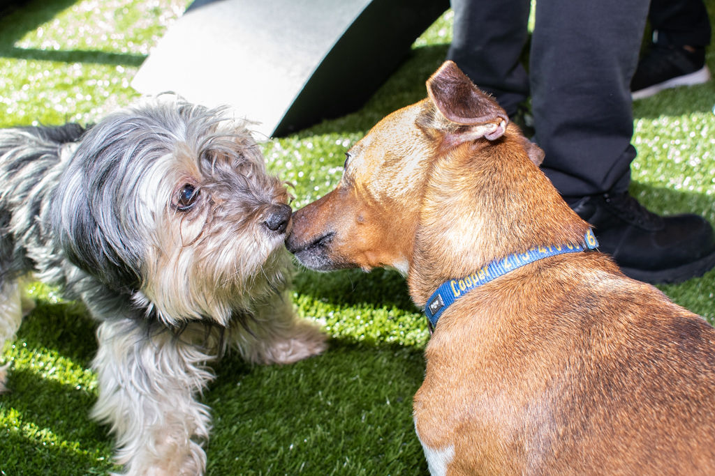 Heart + Paw: New pet store with ‘green’ grass opens in Philly