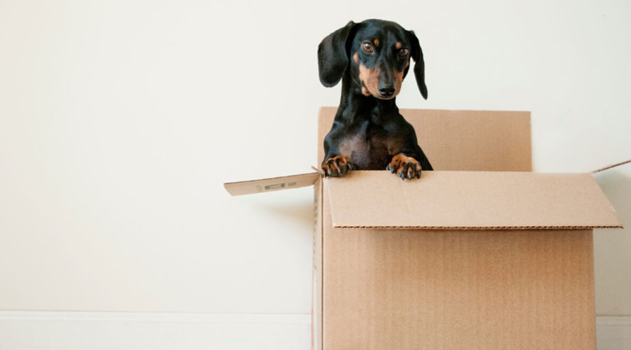 Sustainable Move-Out Guide for College Students