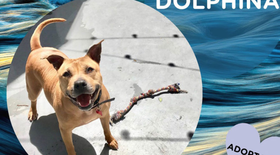 Philadelphia Water Has a Spokesdog. Here’s Why.