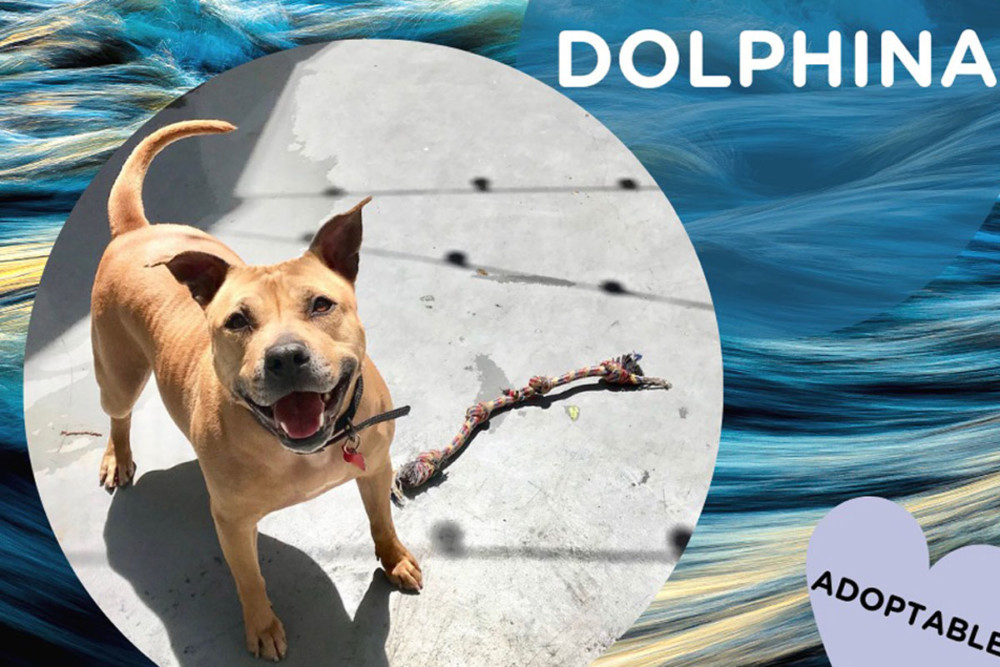 Philadelphia Water Has a Spokesdog. Here’s Why.