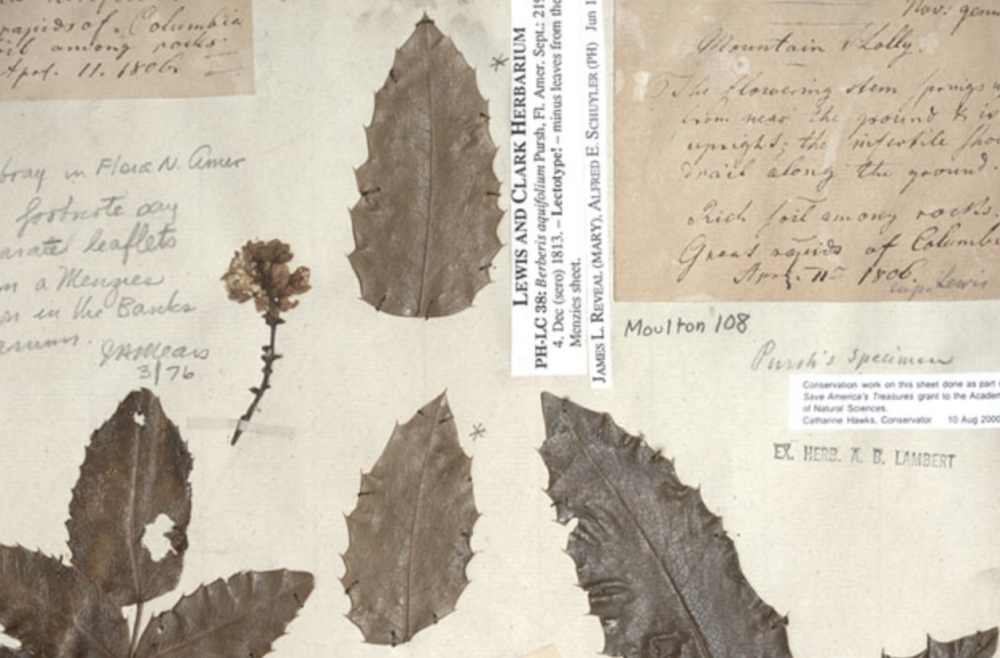 What a Philly Museum’s behind-the-scenes collections reveal about Climate Change
