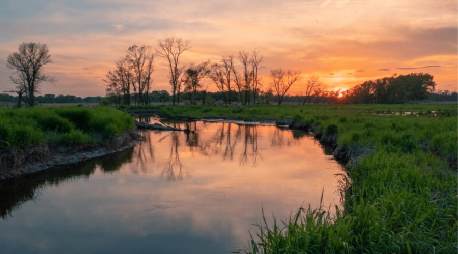 Eco-Explainer: What Are Wetlands and How to Take Care of Them