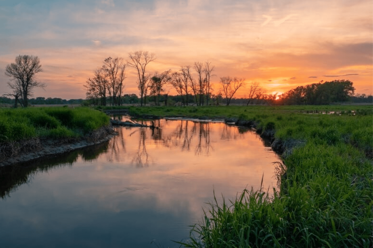 Eco-Explainer: What Are Wetlands and How to Take Care of Them