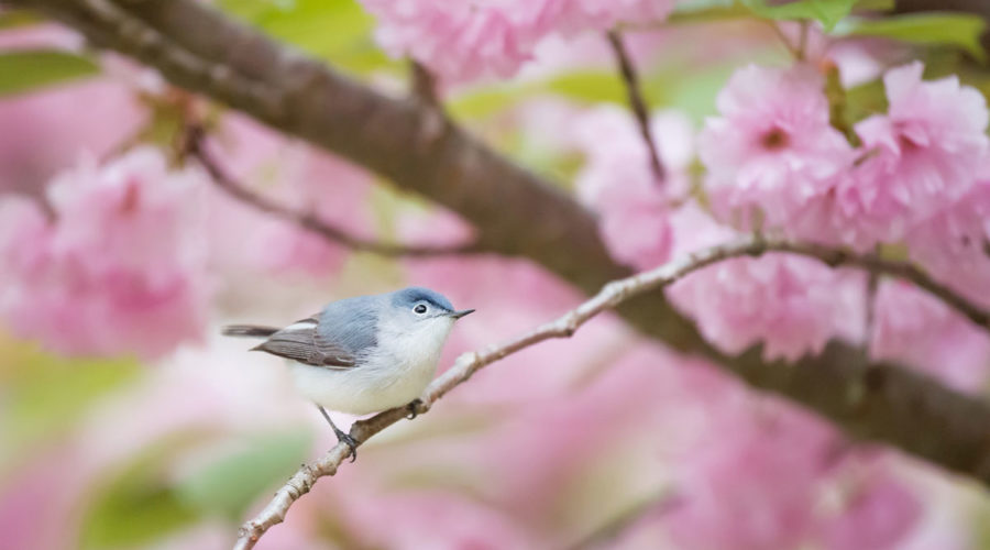How the Garden State has prioritized water & ecological diversity despite threats from civilization