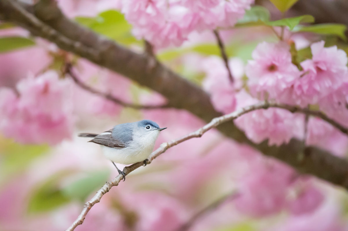 How the Garden State has prioritized water & ecological diversity despite threats from civilization