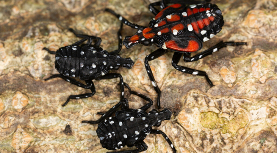 Spotted Lanternflies Are Resilient, But Not Invincible. Here’s What You Can Do to Eradicate Them.