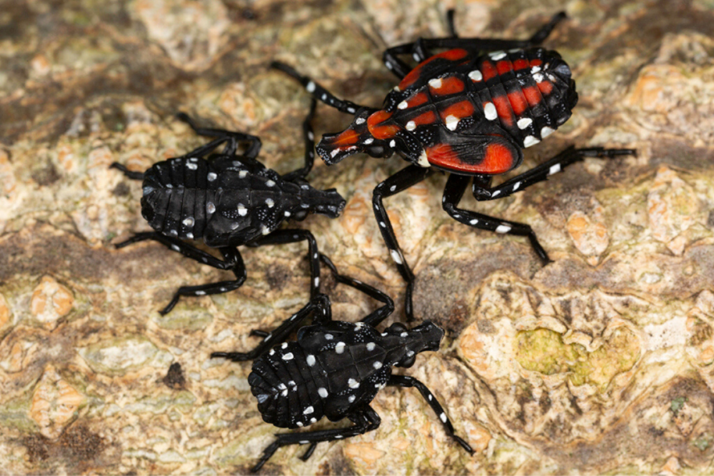 Spotted Lanternflies Are Resilient, But Not Invincible. Here’s What You Can Do to Eradicate Them.