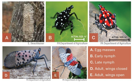 A picture containing animal
Description automatically generated