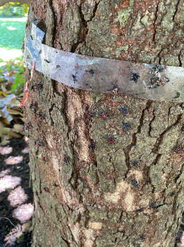 A close up of a tree
Description automatically generated